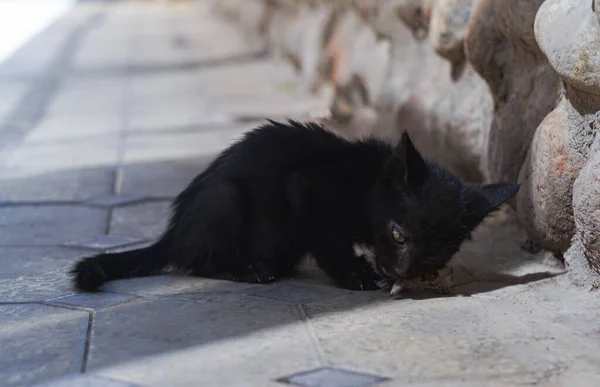 Голодный Чёрный Котёнок Ловит Ест Кузнечика — стоковое фото
