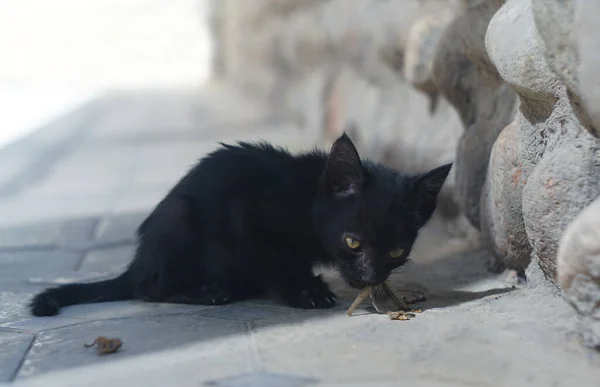 Gatito Negro Hambriento Atrapa Come Saltamontes — Foto de Stock