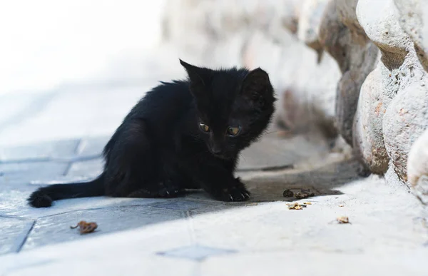 Голодный Чёрный Котёнок Ловит Ест Кузнечика — стоковое фото