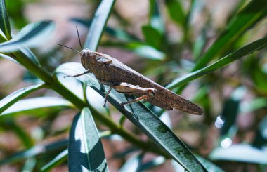                                Büyük bir çekirge bir çiçek yaprağının üzerinde duruyor.
