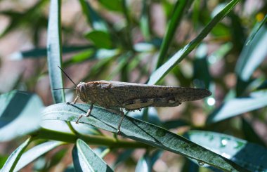                     Büyük bir çekirge bir çiçek yaprağının üzerinde duruyor.