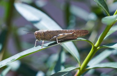                                Büyük bir çekirge bir çiçek yaprağının üzerinde duruyor.