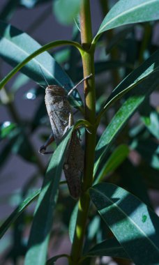                                Büyük bir çekirge bir çiçek yaprağının üzerinde duruyor.