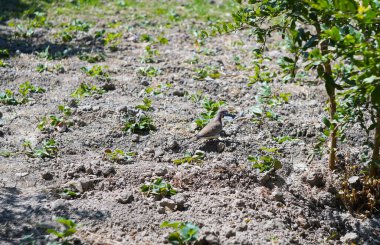                                Bir güvercin yerde tahıl arıyor.