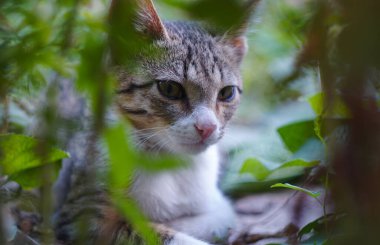                                Gri bir kedi çimlerin arkasından dışarı bakar.