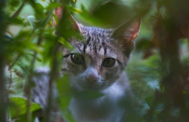                                Gri bir kedi çimlerin arkasından dışarı bakar.