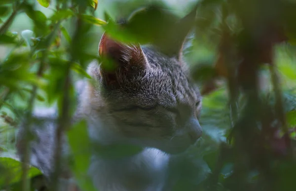 Серый Кот Смотрит Травы — стоковое фото