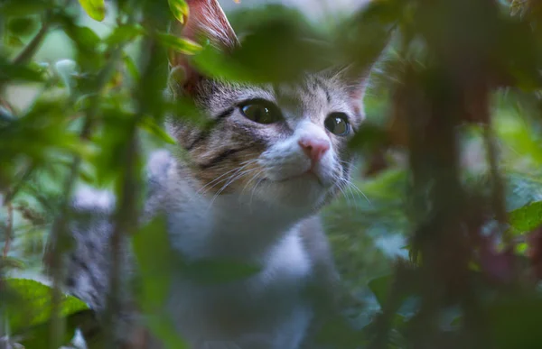 Szary Kot Patrzy Zza Trawy — Zdjęcie stockowe
