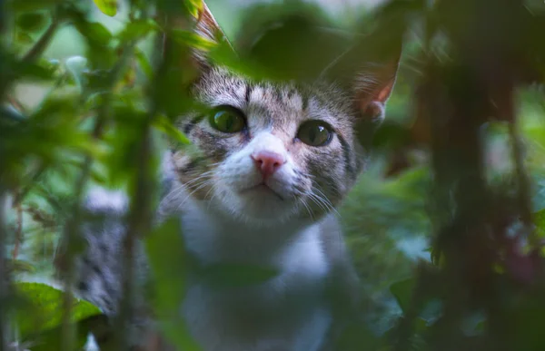 一只灰色的猫从草丛后面往外看 — 图库照片