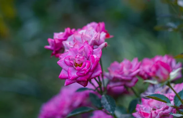 Een Roze Roos Bloeiende Grond — Stockfoto