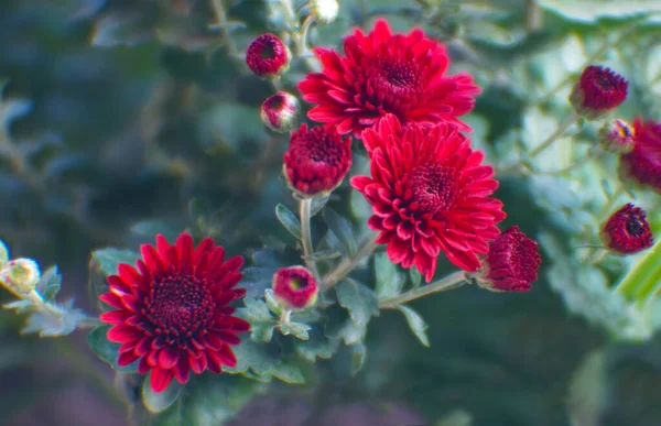 Czerwone Stokrotki Kwitną — Zdjęcie stockowe