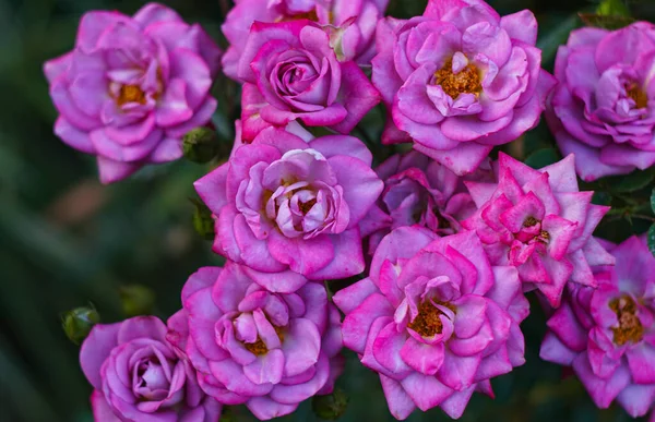 Una Rosa Rosa Floreciendo Suelo —  Fotos de Stock
