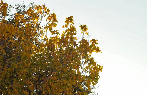 stock image                                Tree branches with yellow leaves in autumn