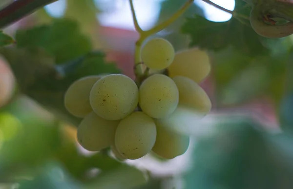 White Grapes Hang Vine — Stock Photo, Image