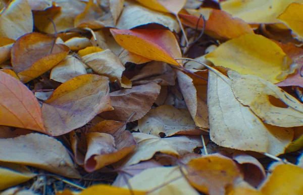Vergilbte Baumblätter Liegen Auf Dem Boden Verstreut — Stockfoto