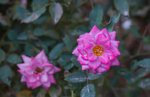 Rosa Rosas Estão Florescendo Jardim Flores — Fotografia de Stock