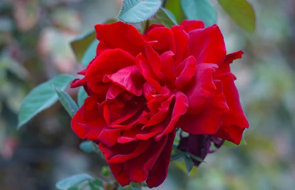 Una Gran Flor Roja Está Floreciendo —  Fotos de Stock