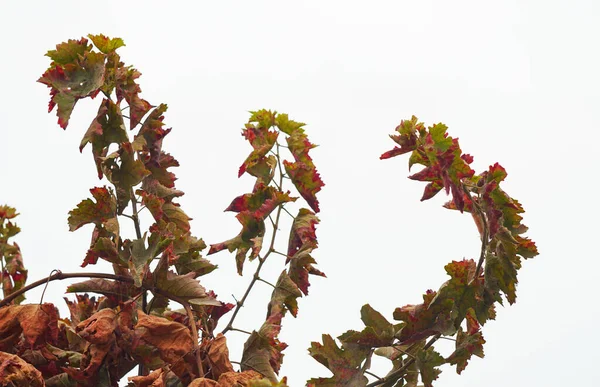Branches Feuilles Vigne Sur Fond Blanc — Photo