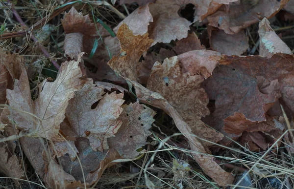 Осенью Листья Виноградной Лозы Стали Желтеть — стоковое фото