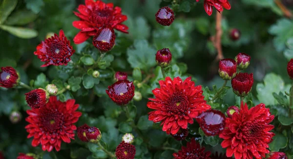 Květní Lístky Červené Růže Zahradě Mají Kapky Vody — Stock fotografie