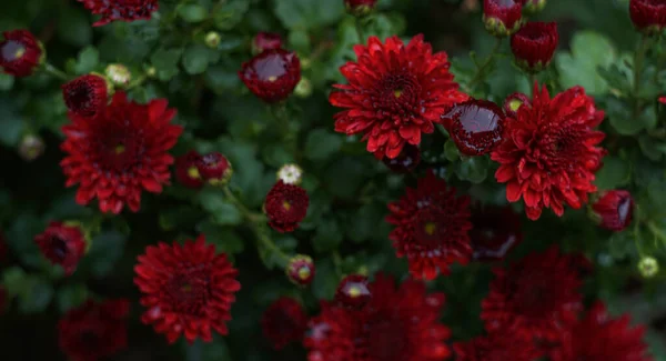 Κόκκινα Ροδοπέταλα Στον Κήπο Έχουν Σταγόνες Νερού — Φωτογραφία Αρχείου