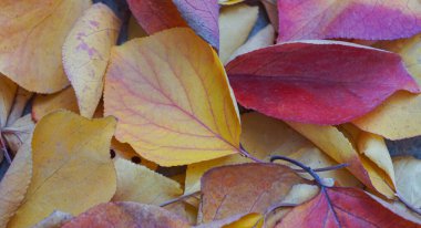                               Sarı ağaç yaprakları yere saçılmış. 