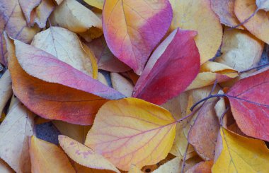                                Sarı ağaç yaprakları yere saçılmış.