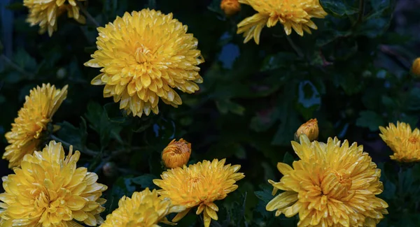 Υπάρχουν Σταγόνες Νερού Κίτρινα Πέταλα Λουλουδιών Στον Κήπο — Φωτογραφία Αρχείου