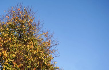 Sarı yapraklı kayısı ağacı