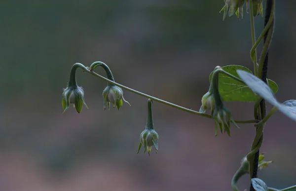 Саду Квітковий Бутон Стає Насінням — стокове фото