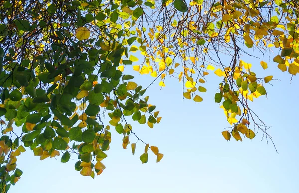 stock image                                 Apricot tree with yellow leaves  