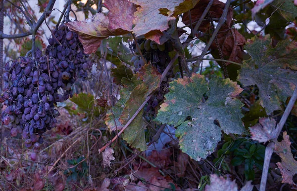 Гнилые Плоды Виноградной Лозы Саду — стоковое фото