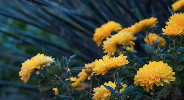 Margaritas Amarillas Jardín Han Abierto — Foto de Stock