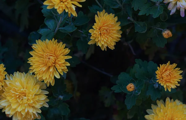 Uma Margarida Amarela Floresceu Jardim — Fotografia de Stock