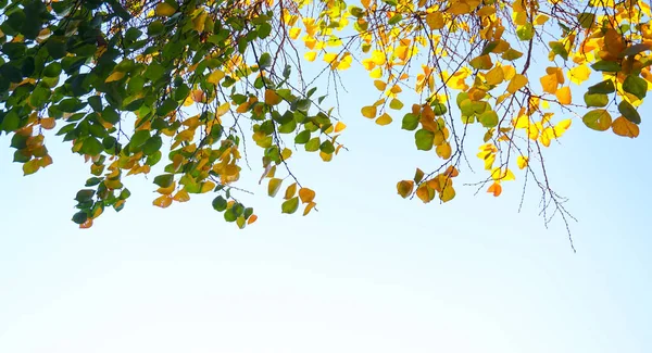 Avluda Yığılmış Sarı Yapraklar — Stok fotoğraf