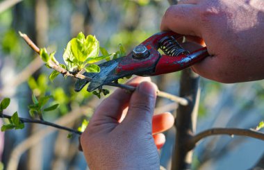                                Baharda, bir adam ağaç dalını keser.