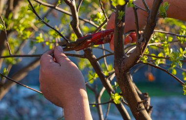                                Baharda, bir adam ağaç dalını keser.