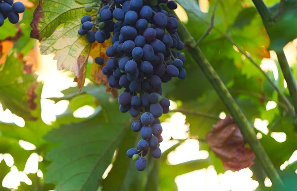 庭の黒いブドウは熟しています — ストック写真