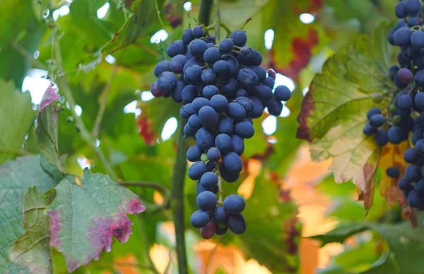Les Raisins Noirs Dans Jardin Sont Mûrs — Photo