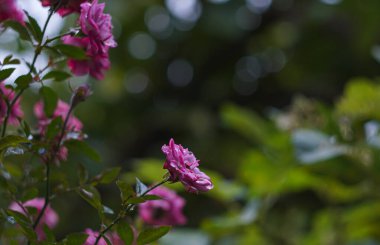                                 Bahçedeki Pembe Gül açıldı.