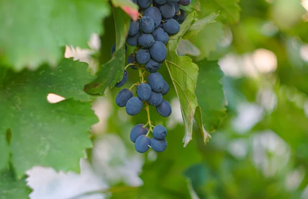Black Grapes Garden Ripe — Stock Photo, Image
