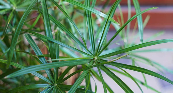 Stock image                                Palm leaves are everywhere