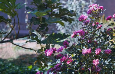                                Bahçedeki Pembe Gül açıldı.