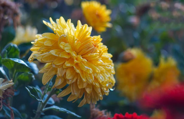 Υπάρχει Μια Σταγόνα Νερό Ένα Κίτρινο Λουλούδι — Φωτογραφία Αρχείου