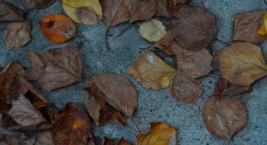                              Avluda yığılmış sarı yapraklar   