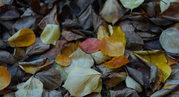 Gelbe Blätter Auf Dem Boden Hof Aufgetürmt — Stockfoto
