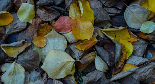Gelbe Blätter Auf Dem Boden Hof Aufgetürmt — Stockfoto