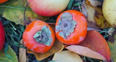                                Dünyada farklı meyveler var.