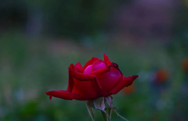 庭には赤いバラが咲いていた — ストック写真