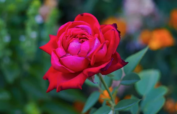 Een Rode Roos Bloeide Tuin — Stockfoto